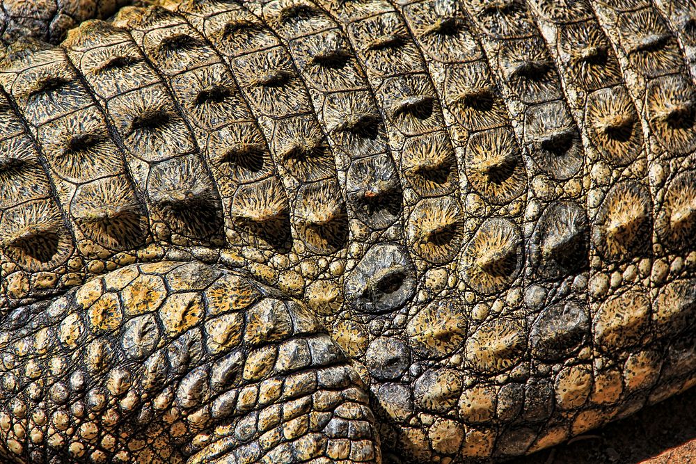 Crocodile skin texture close up. Free public domain CC0 photo.