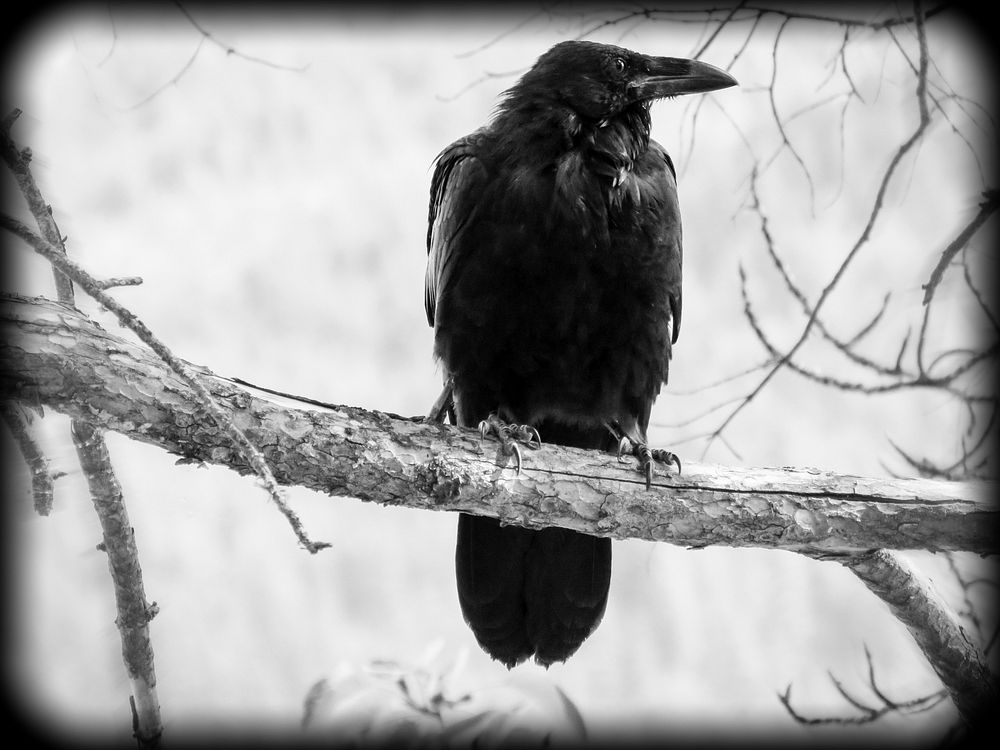 Crow black and white photo. Free public domain CC0 image.