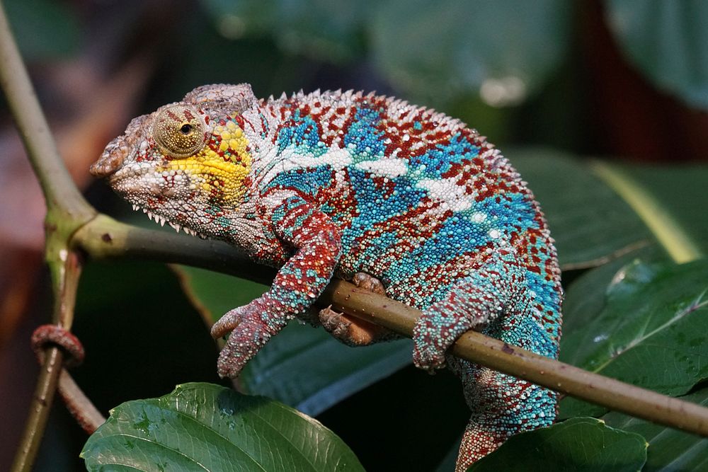 Iguana Lizard. Free Public Domain | Free Photo - Rawpixel