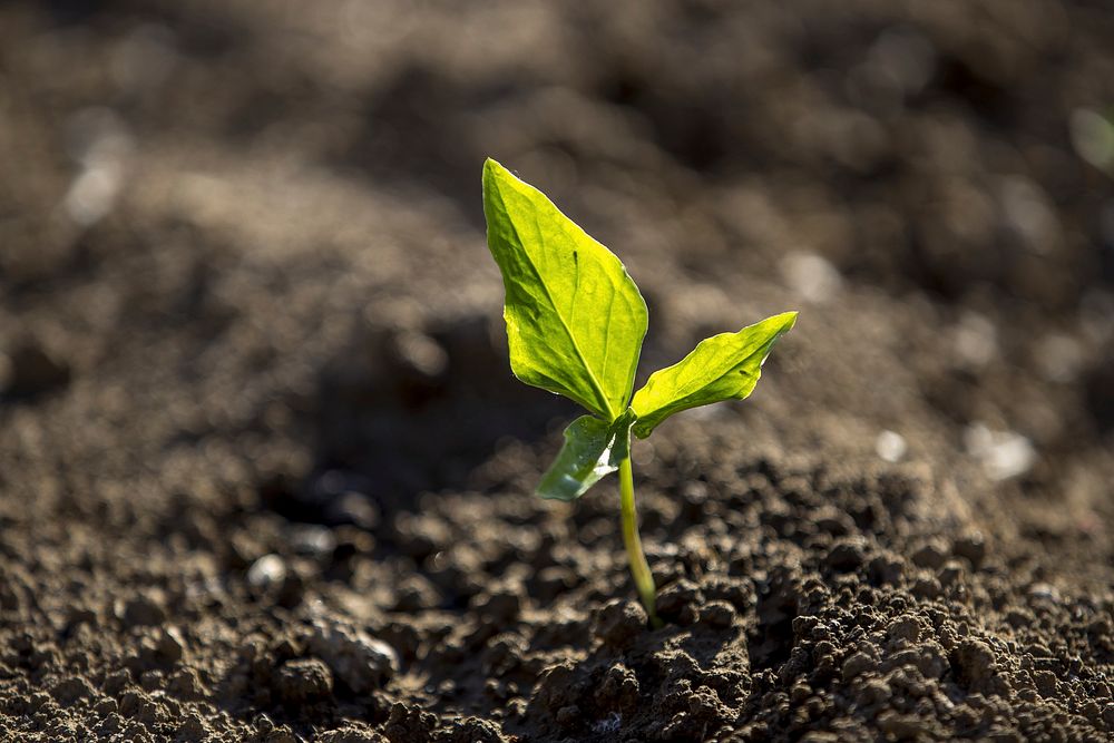 Seedling plant, agriculture and farming. Free public domain CC0 photo.