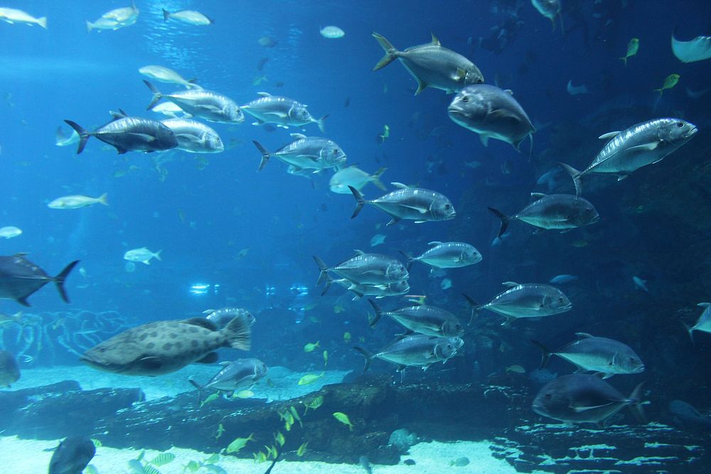 Neon Fish Aquarium Water Animal Nature And Vector Underwater