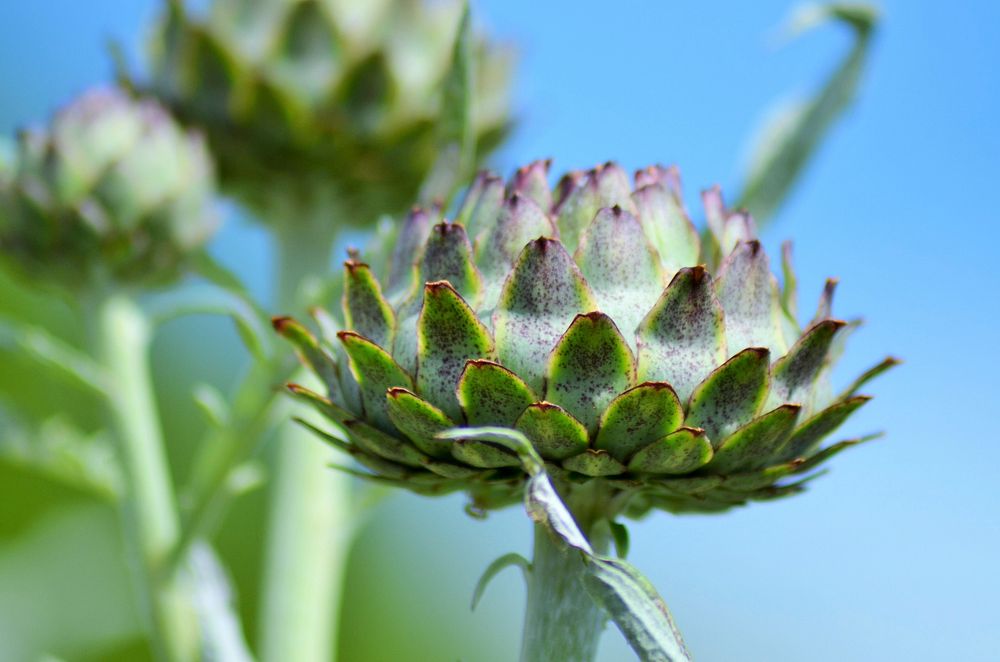 Cardoon, artichoke thistle. Free public domain CC0 image.