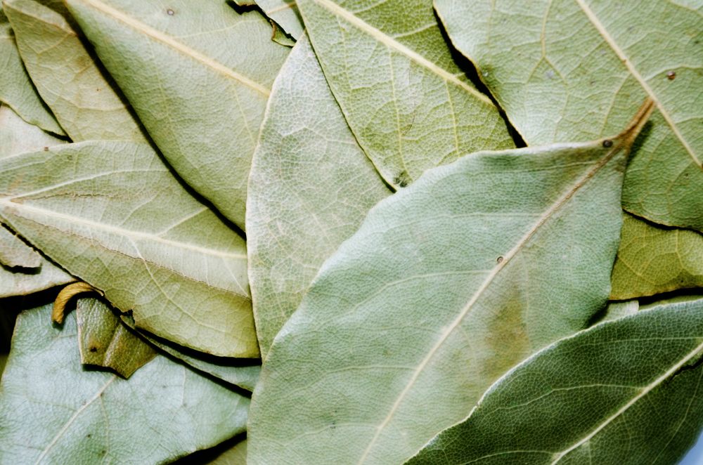 Botanical leaves, nature. Free public domain CC0 photo