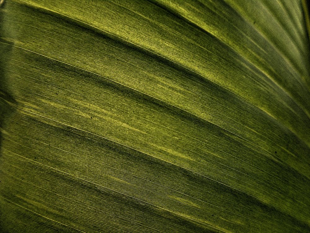 Leaf texture background. Free public domain CC0 photo.