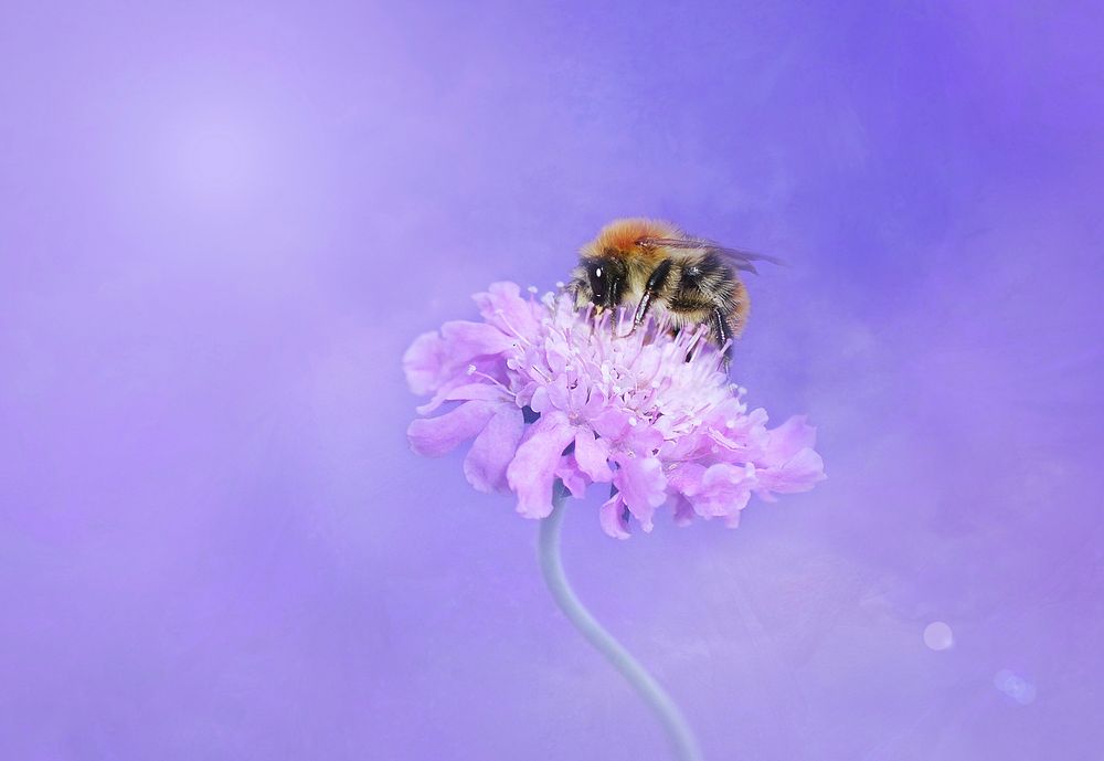 Bee and purple flower background. | Free Photo - rawpixel