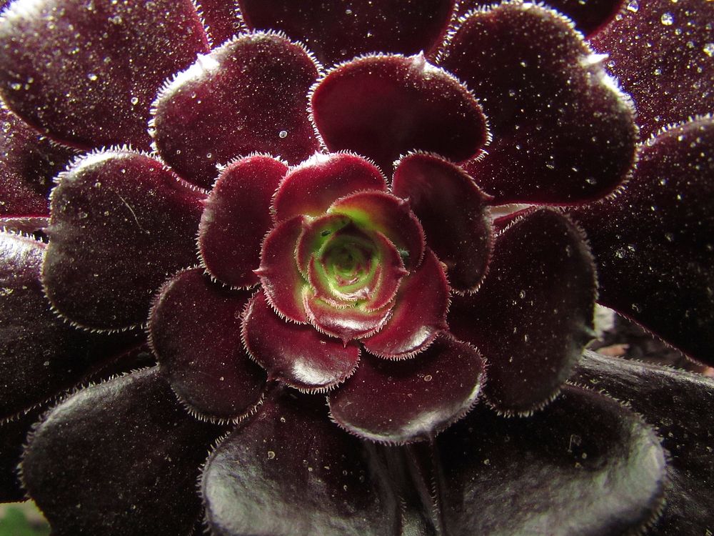 Succulent background. Free public domain CC0 photo.