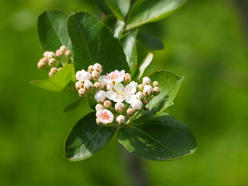 White flower. Free public domain CC0 image.