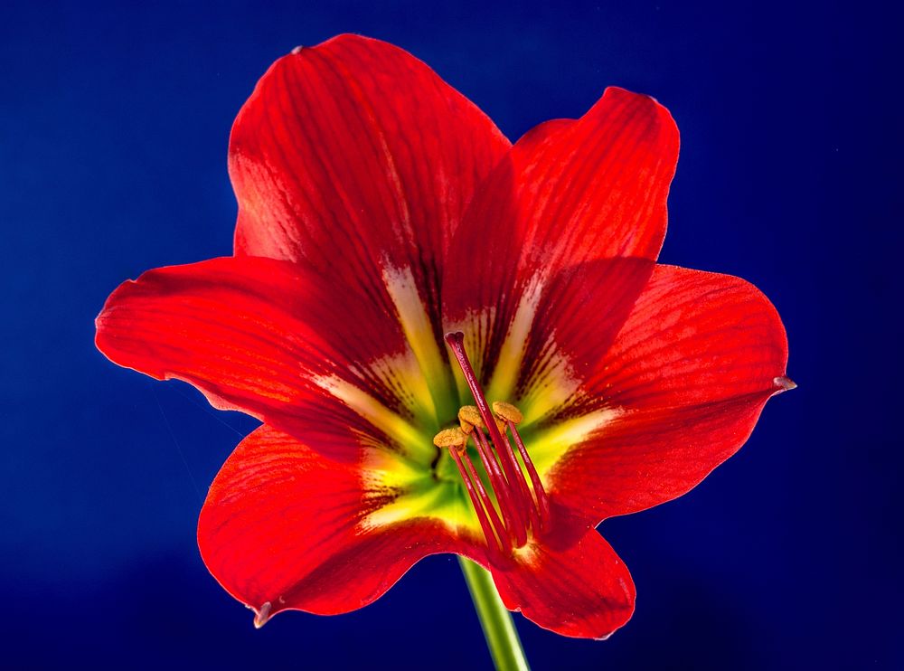 Amaryllis background. Free public domain CC0 photo.