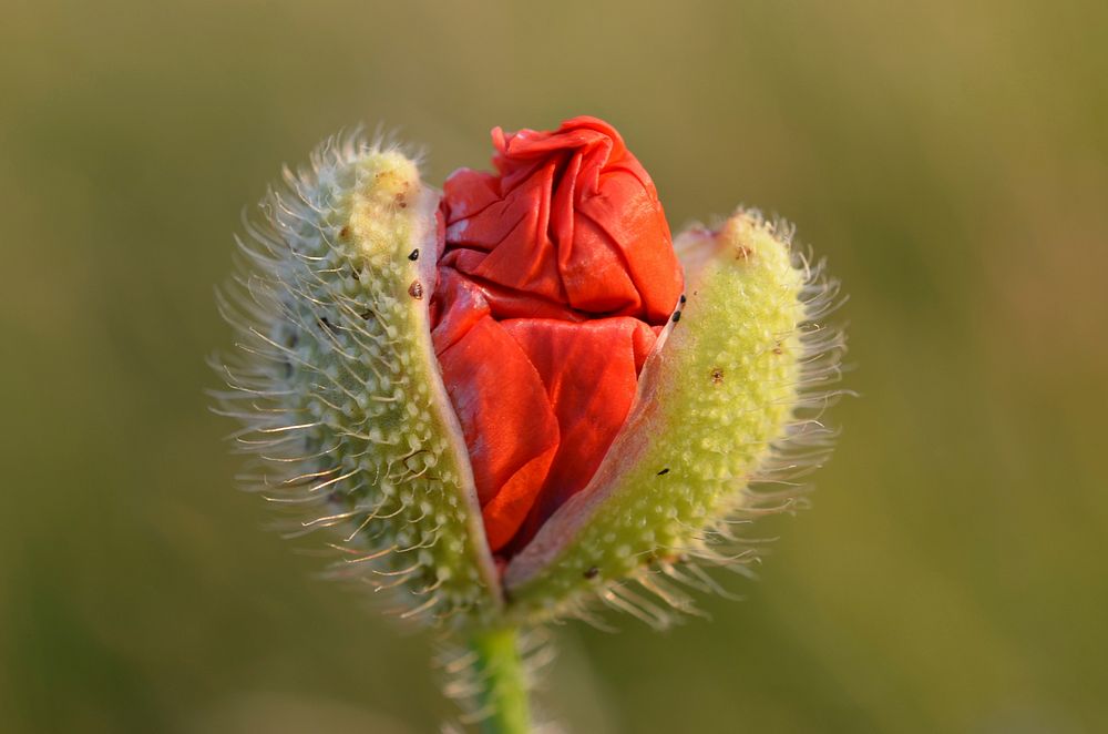 Red poppy bud background. Free public domain CC0 image.