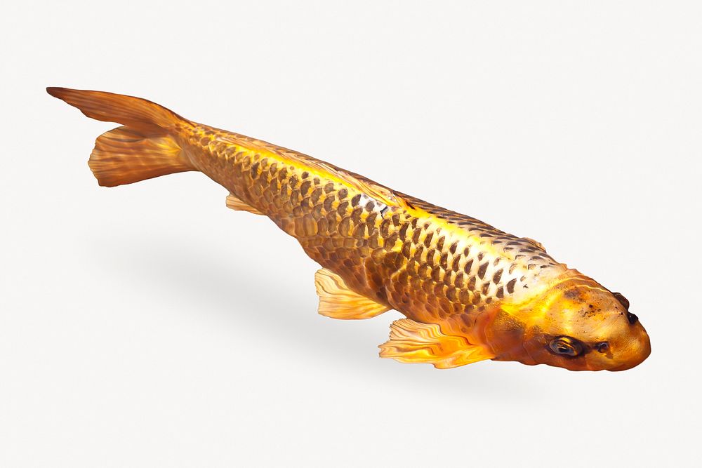 Gold carp fish, aquatic animal isolated image