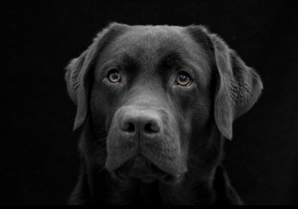Black dog face close up. Free public domain CC0 photo.