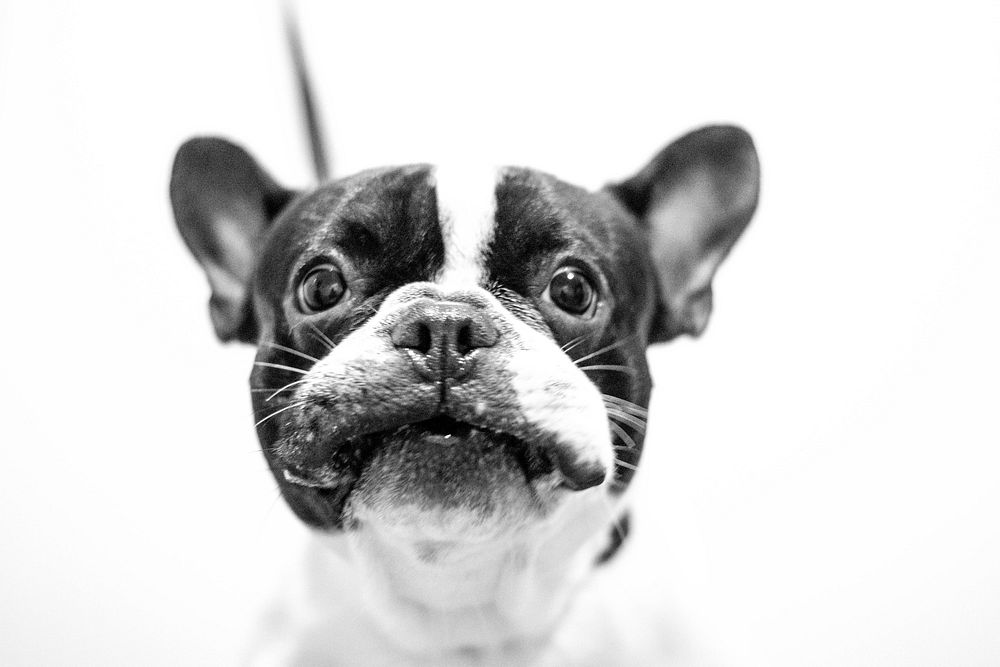Bulldog puppy close up face in black and white. Free public domain CC0 photo.