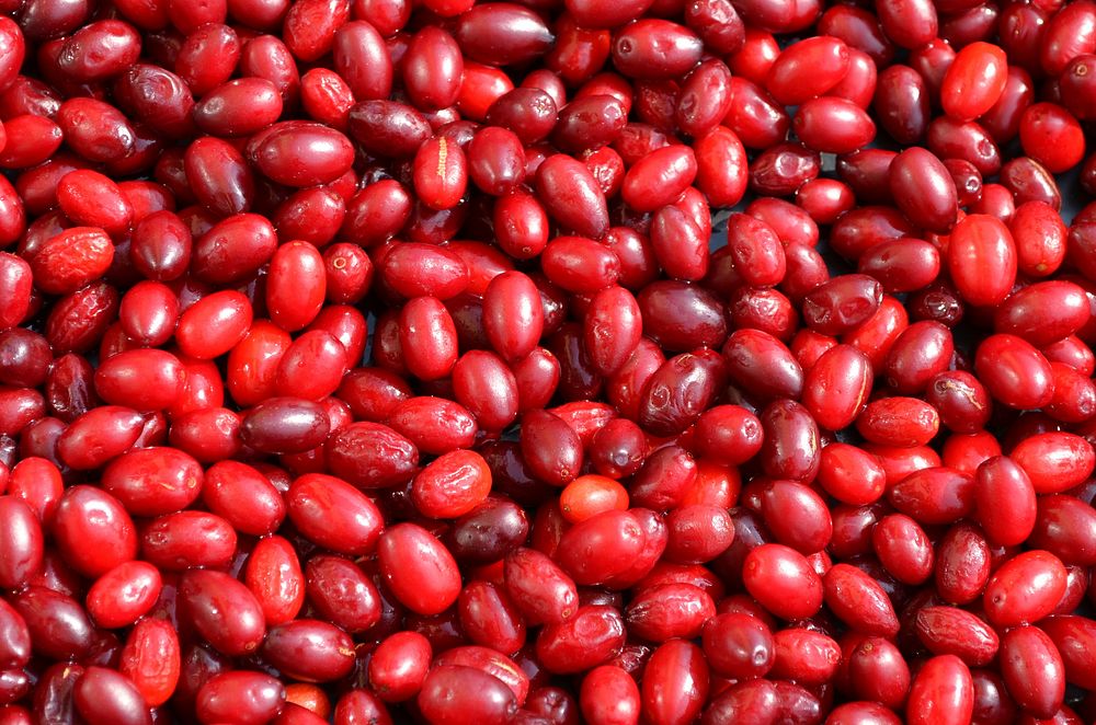 Pile of Dogwood berries. Free public domain CC0 image.