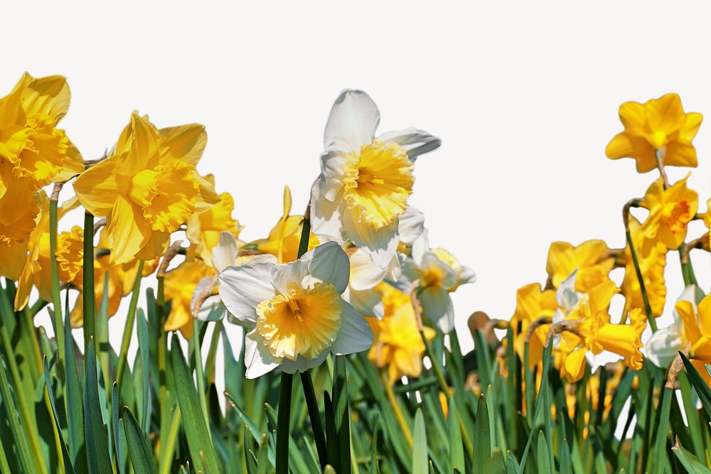 Daffodil border collage element, nature design psd