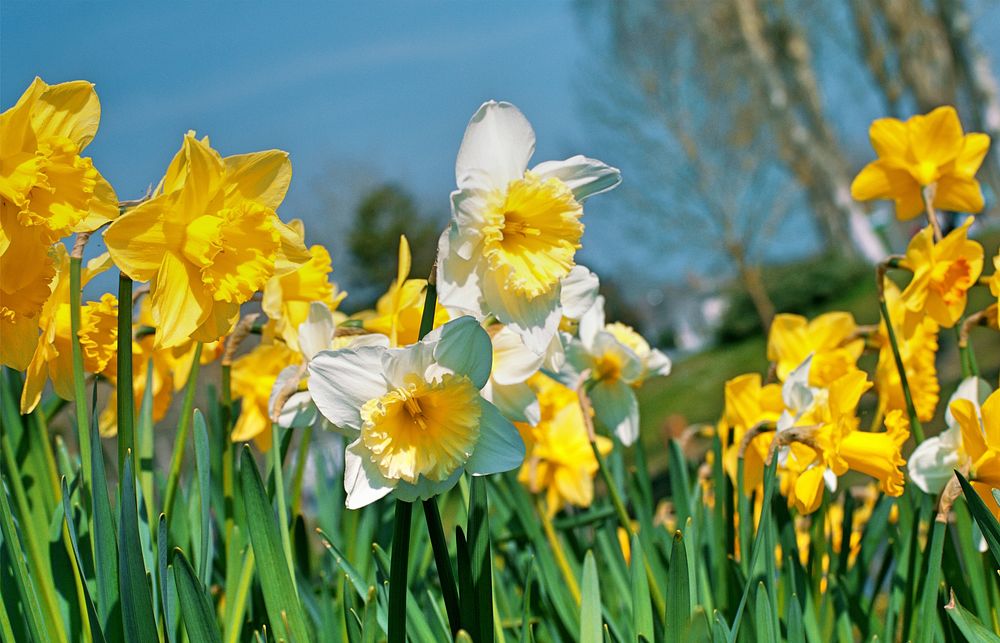 Daffodil background. Free public domain CC0 photo.