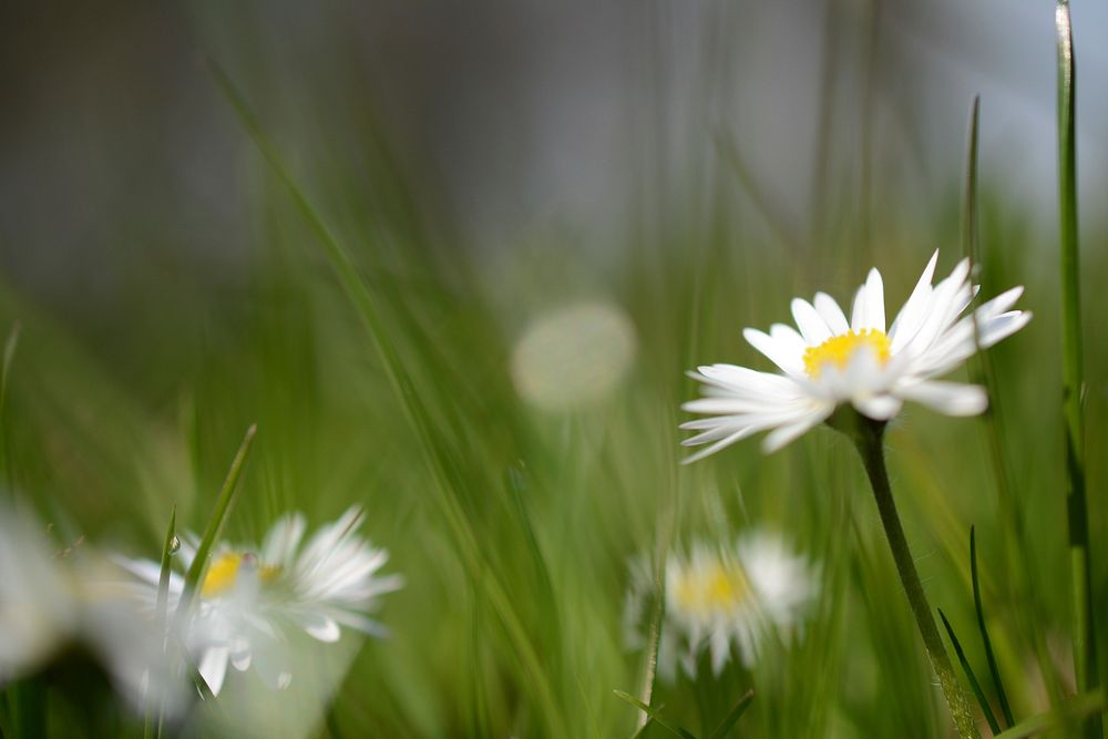 White daisy background. Free public domain CC0 photo.
