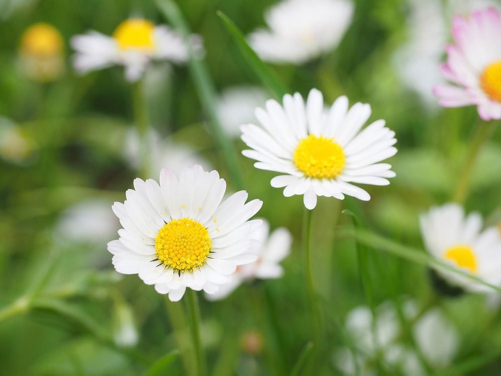 White daisy background. Free public domain CC0 photo.