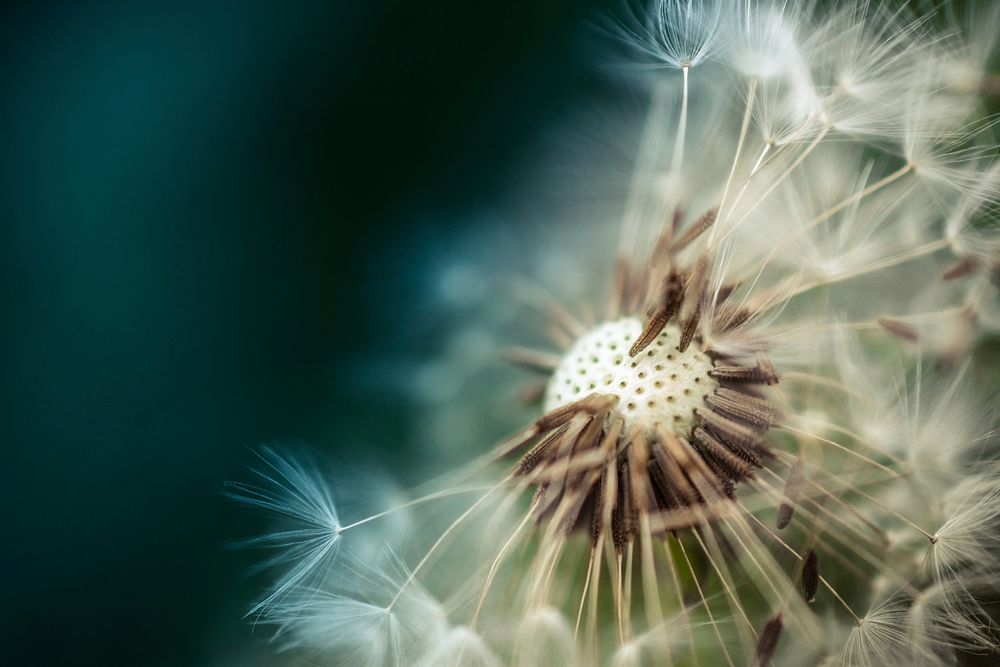 Dandelion background. Free public domain CC0 image.