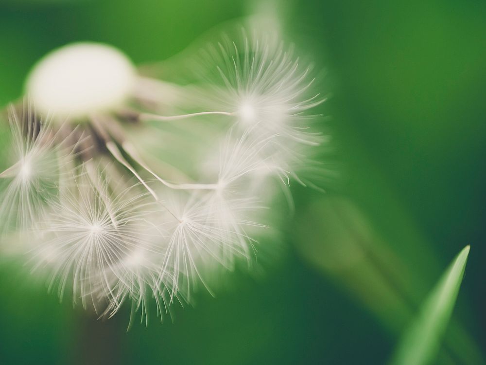 Dandelion background. Free public domain CC0 photo.