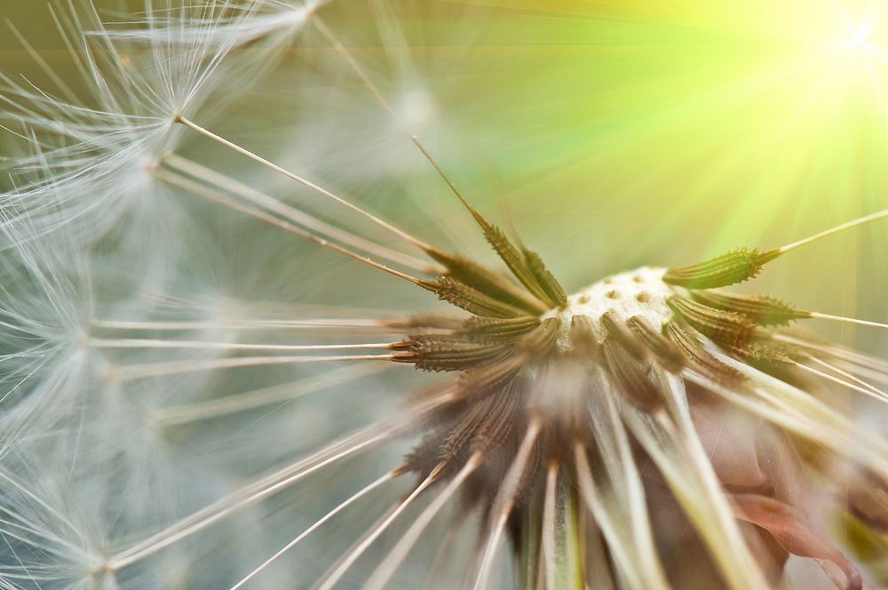 Dandelion background. Free public domain CC0 photo.