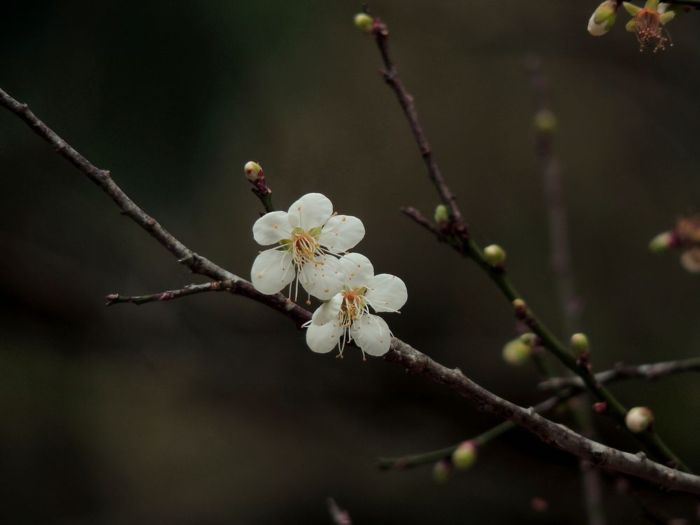 White cherry blossom. Free public domain CC0 photo.