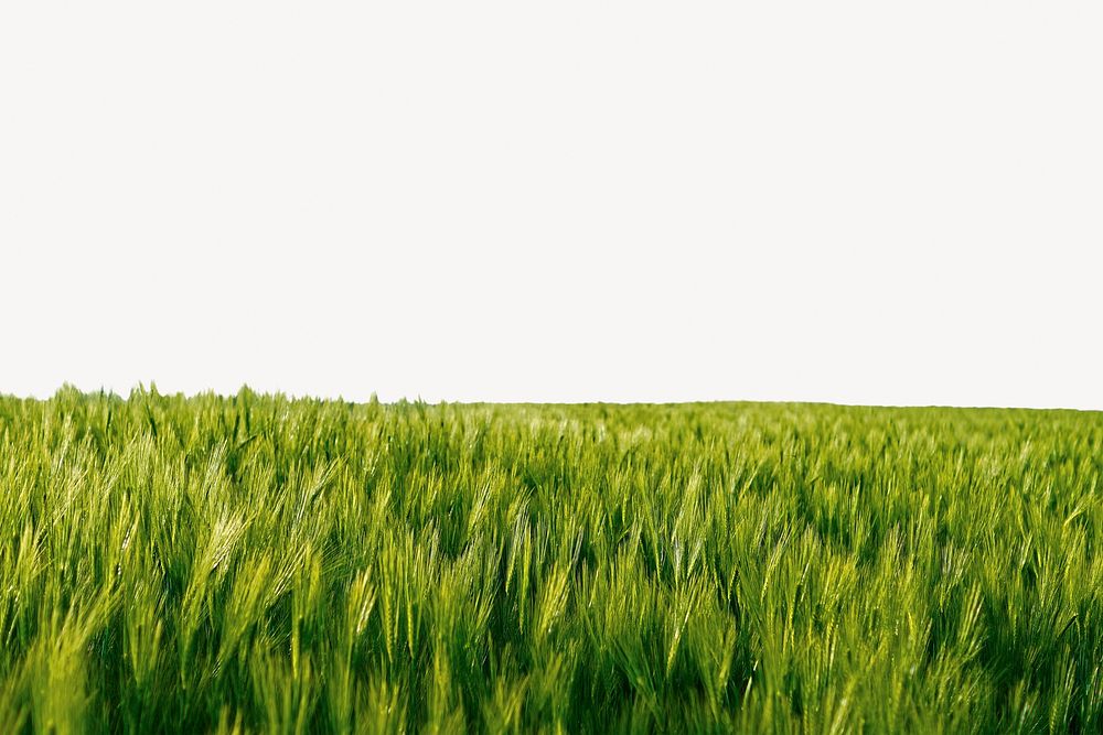 Grass meadow border, nature background psd