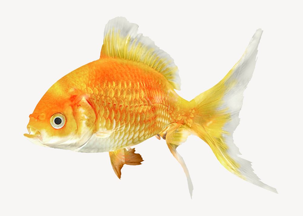 Goldfish sticker, pet animal isolated image psd