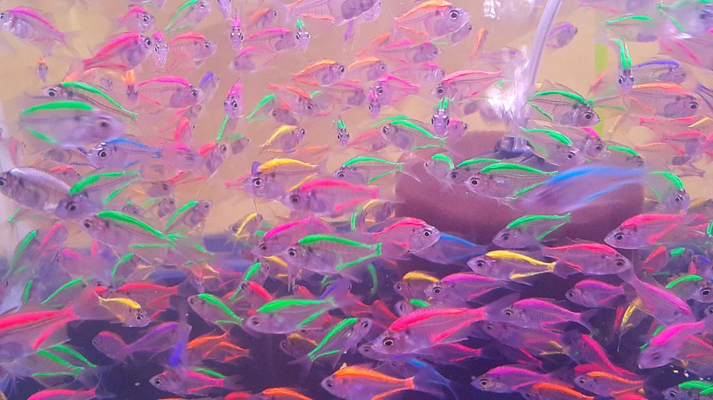 Colorful neon glowing fishes. Free public domain CC0 photo.