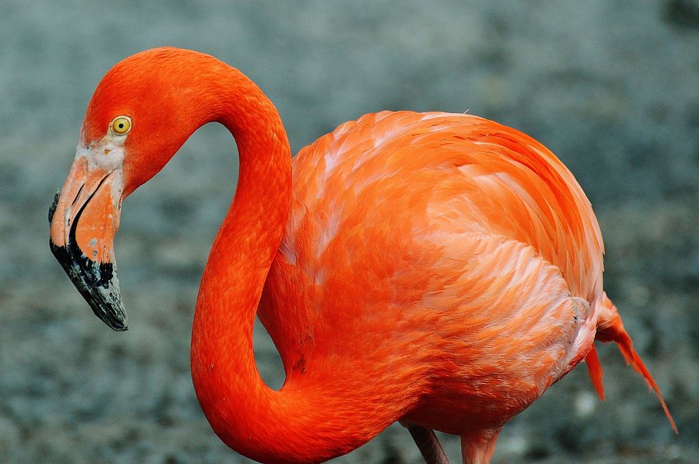 Flamingo bird. Free public domain CC0 photo.