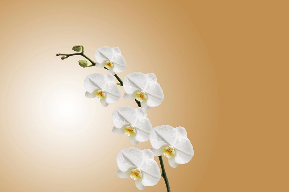 Moth orchid background. Free public domain CC0 image.