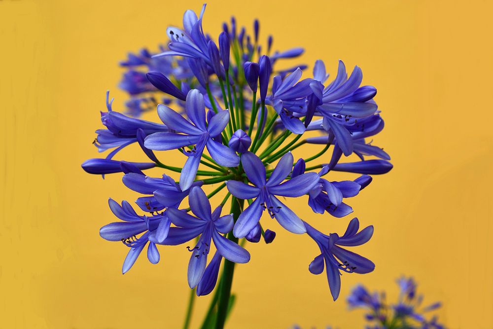 African lily background. Free public domain CC0 photo.