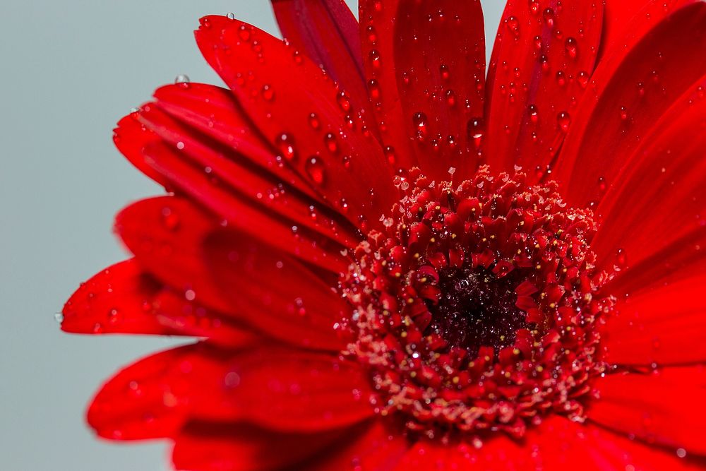 Red gerbera background. Free public domain CC0 image.