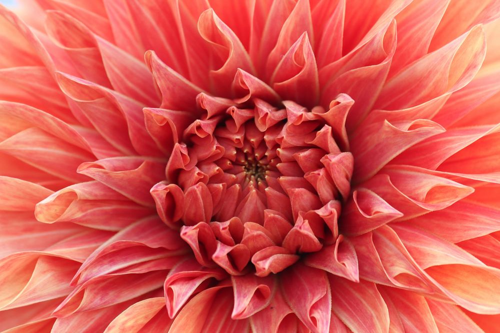 Orange dahlia background. Free public domain CC0 image.