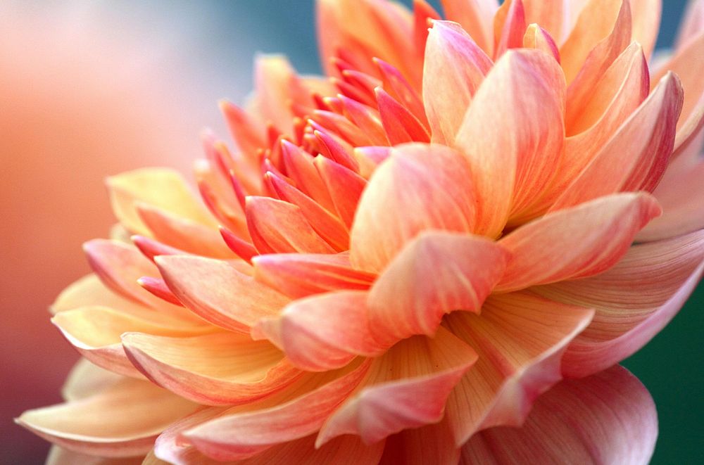 Orange dahlia background. Free public domain CC0 image.