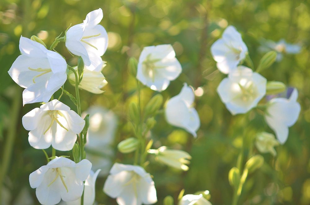 Peach leaved bellflower. Free public domain CC0 photo.