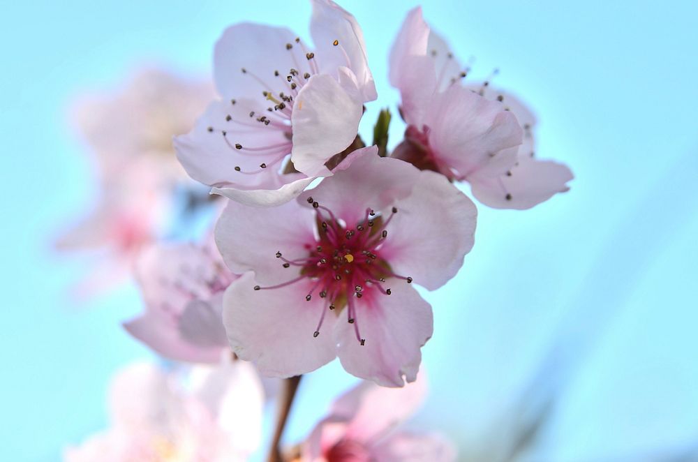 Pink plum blossom background. Free public domain CC0 image.