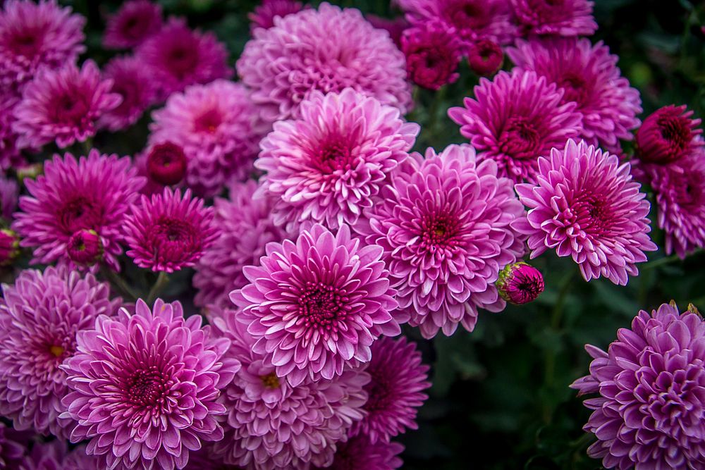 Pink chrysanthemum background. Free public domain CC0 photo.