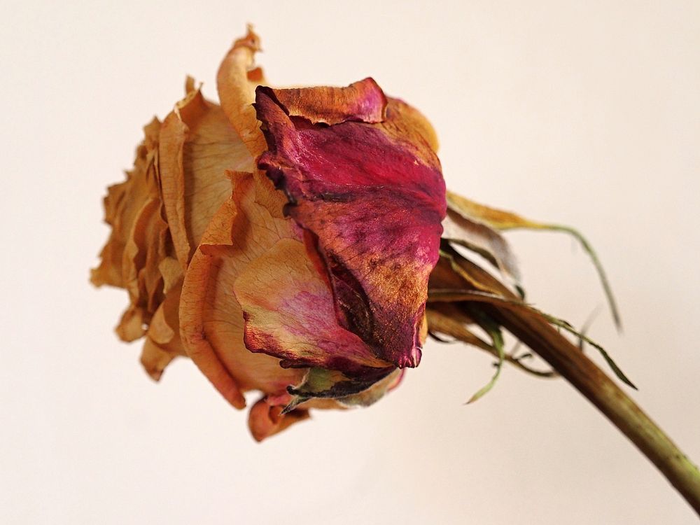 Dried rose. Free public domain CC0 image.