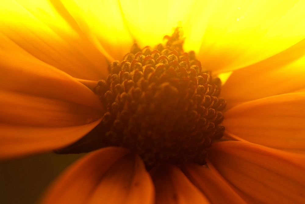 Yellow flower background, macro shot. Free public domain CC0 photo.