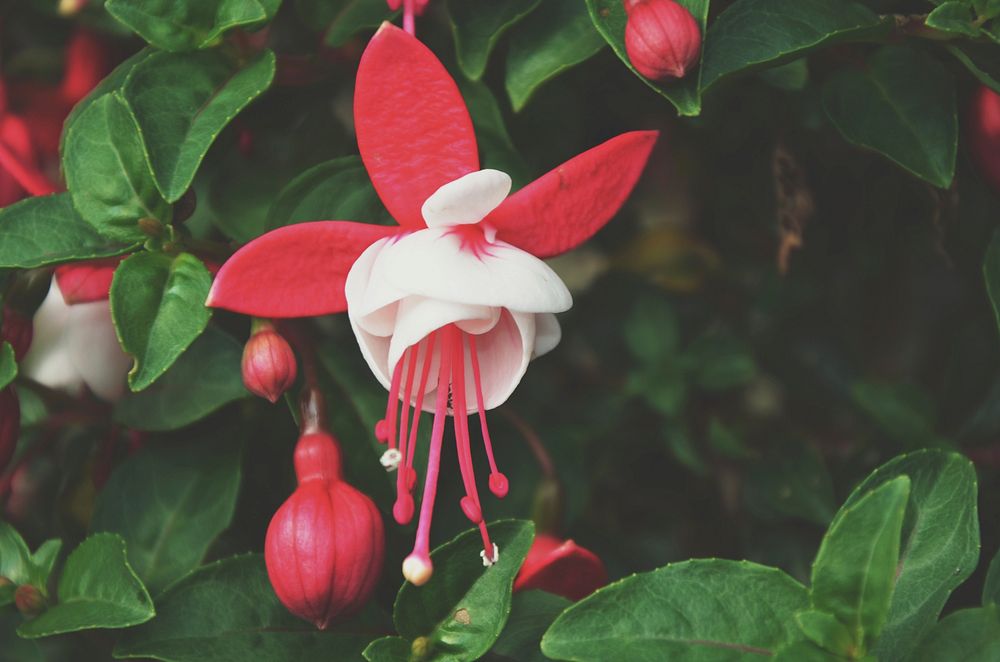 Fuchsia background. Free public domain CC0 photo.