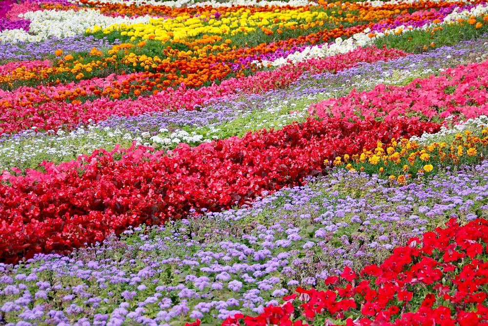 Tulip field background. Free public domain CC0 photo.