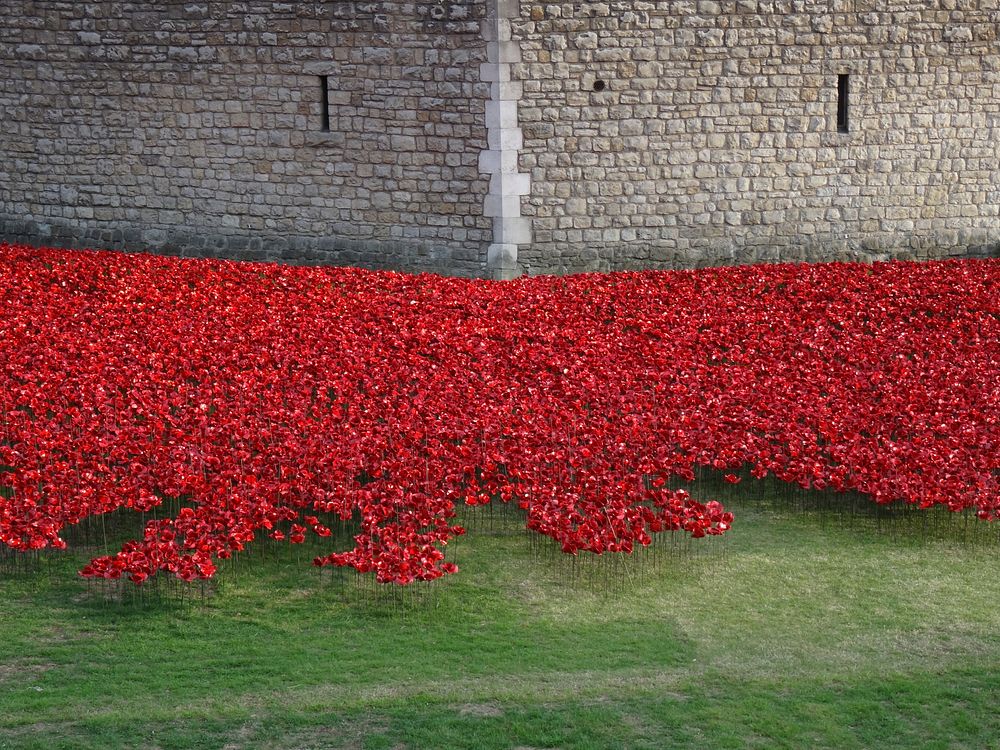 Tower of London poppies. Free public domain CC0 image.