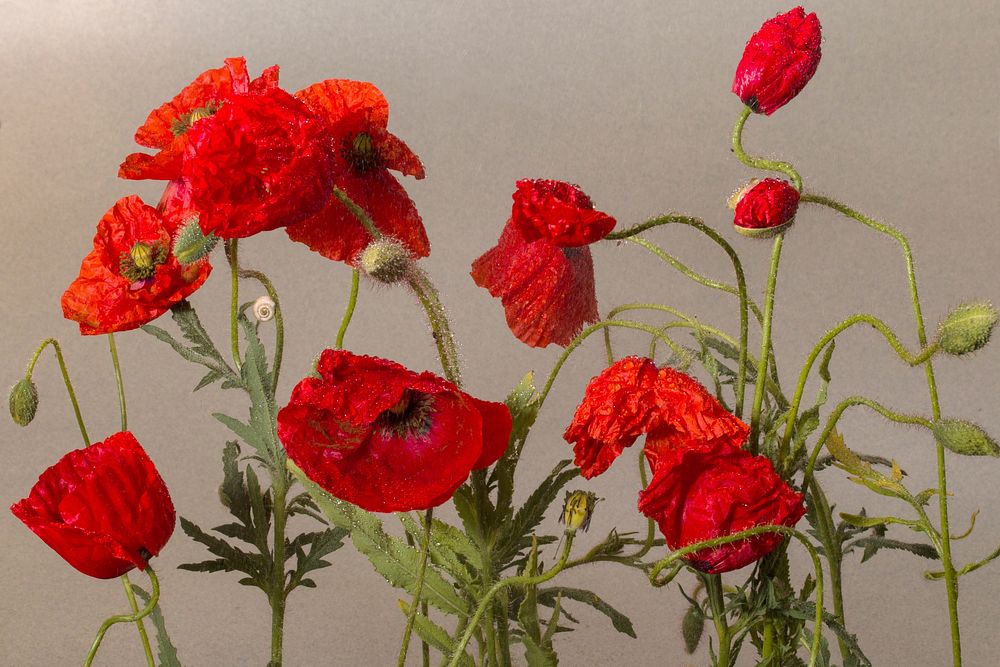 Red poppy background. Free public domain CC0 image.