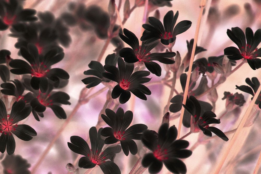 Black flower background, negative effect. Free public domain CC0 photo.