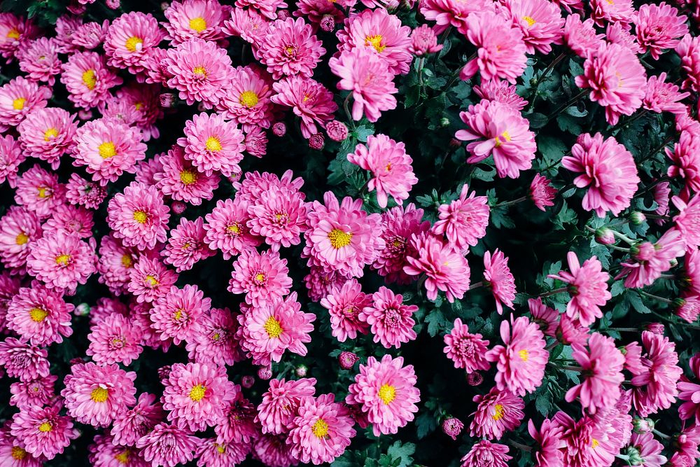 Pink daisy background. Free public domain CC0 photo.