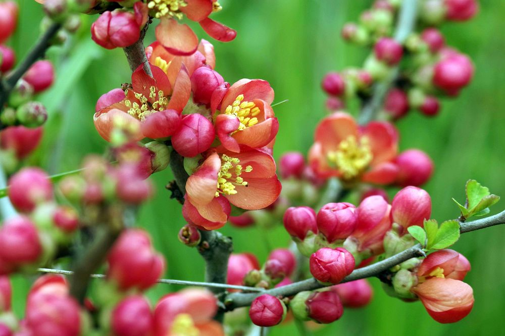 Quince flower. Free public domain CC0 image.