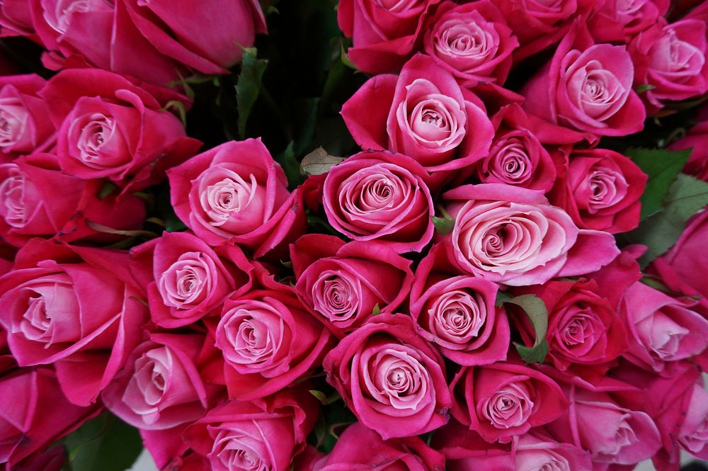 Pink roses background. Free public domain CC0 image.