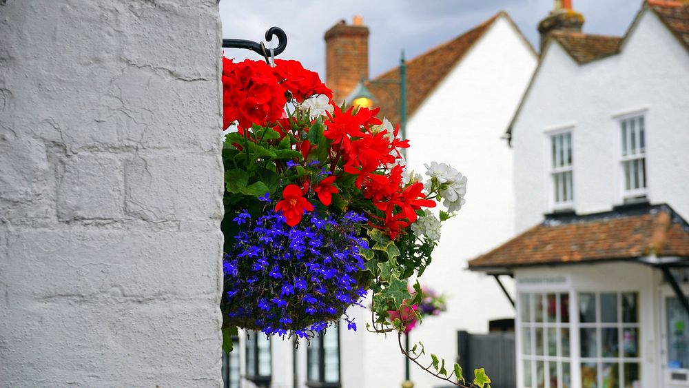 Geranium. Free public domain CC0 image.