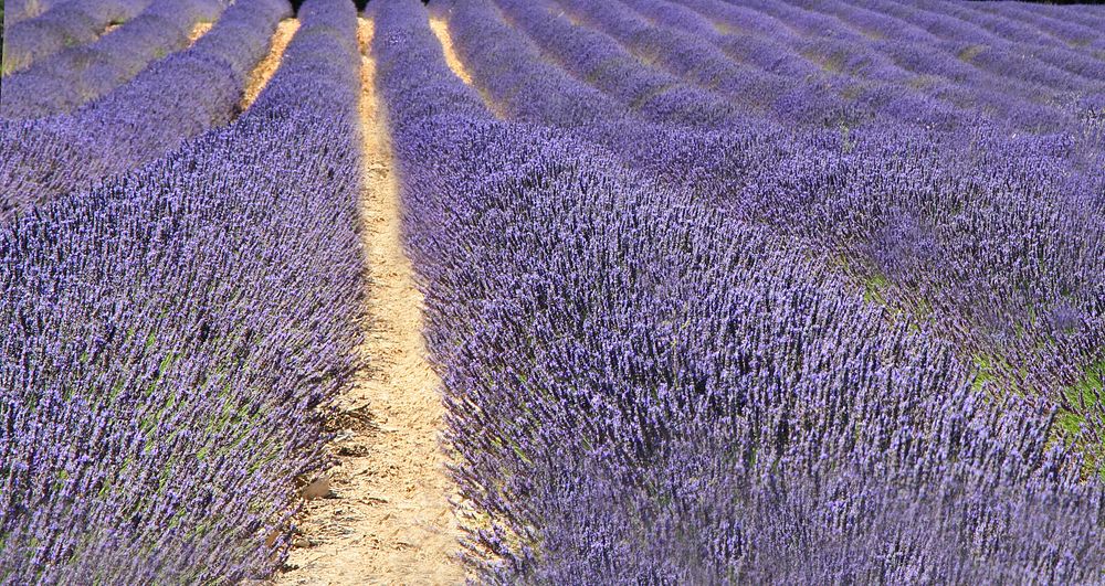 Lavender field. Free public domain CC0 image.