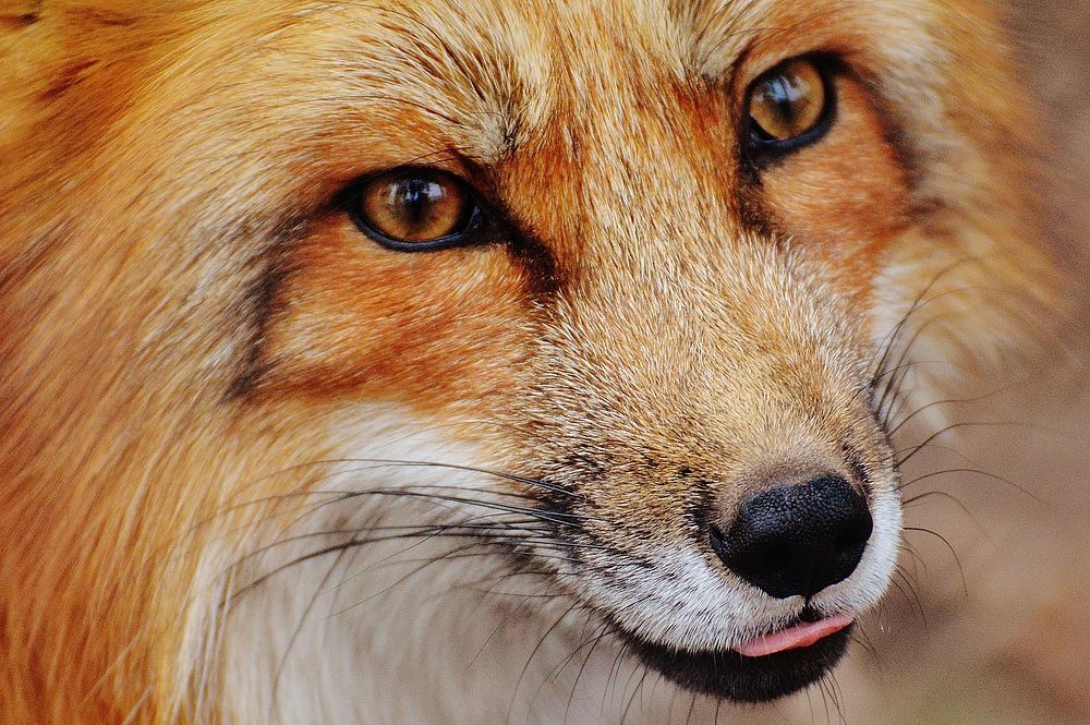 Red fox close up faFree public domain CC0 photo.